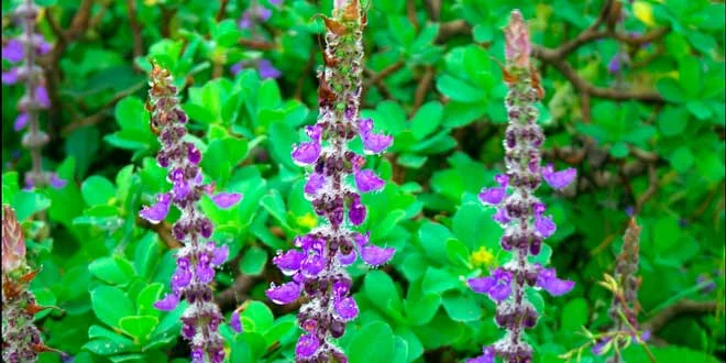 Coleus Forskohlii, o que é, quais são os seus benefícios para a saúde Coleus Forskohlii, o que é, quais são os seus benefícios para a saúde