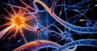 Benefícios do Exercício Físico para a Memória e a Aprendizagem