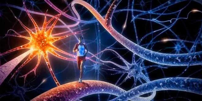 Benefícios do Exercício Físico para a Memória e a Aprendizagem Benefícios do Exercício Físico para a Memória e a Aprendizagem