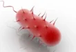 Helicobacter Pylori, o que é, quais são os seus sintomas, como curá-la