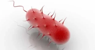 Helicobacter Pylori, o que é, quais são os seus sintomas, como curá-la