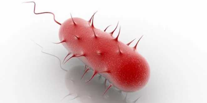 Helicobacter Pylori, o que é, quais são os seus sintomas, como curá-la Helicobacter Pylori, o que é, quais são os seus sintomas, como curá-la