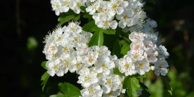 Espinheiro-branco: o aliado natural para a tua saúde cardiovascular Espinheiro-branco: o aliado natural para a tua saúde cardiovascular