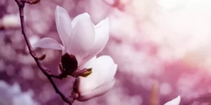 Extrato de magnólia: benefícios, efeitos e como tomar corretamente