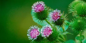 Propriedades da Bardana