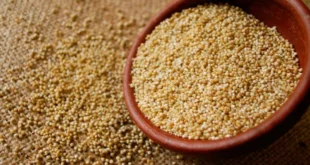 Sementes de amaranto, toda a informação
