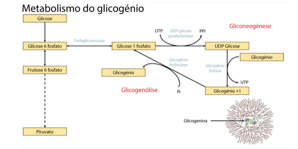 Glicogenio