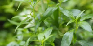 Benefícios da Andrographis para o teu sistema imunitário