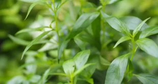 Benefícios da Andrographis para o teu sistema imunitário