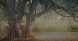 Propriedades e benefícios das folhas de oliveira