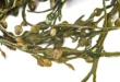 Fucus: Alga com grandes propriedades desde a pele às articulações