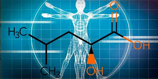 HICA: Metabólito da Leucina para o Crescimento Muscular HICA: Metabólito da Leucina para o Crescimento Muscular