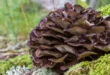 Benefícios e propriedades do cogumelo Maitake no organismo