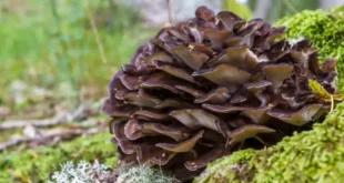 Benefícios e propriedades do cogumelo Maitake no organismo