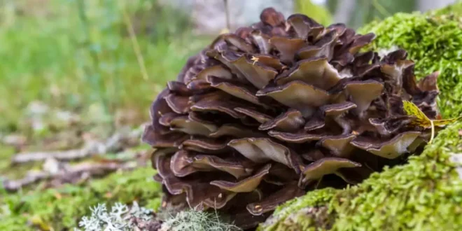 Benefícios e propriedades do cogumelo Maitake no organismo Benefícios e propriedades do cogumelo Maitake no organismo