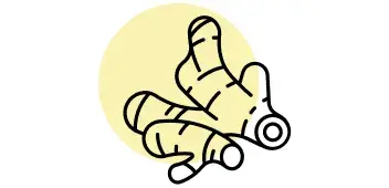 Apoia a tua digest&atilde;o com Extrato de Raiz de Gengibre