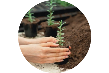 Plantando con las manos