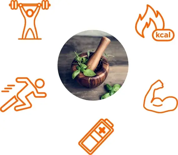 Qual a fun&ccedil;&atilde;o dos anabolizantes naturais e o que fazem pelo organismo?