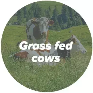 grass fed cows