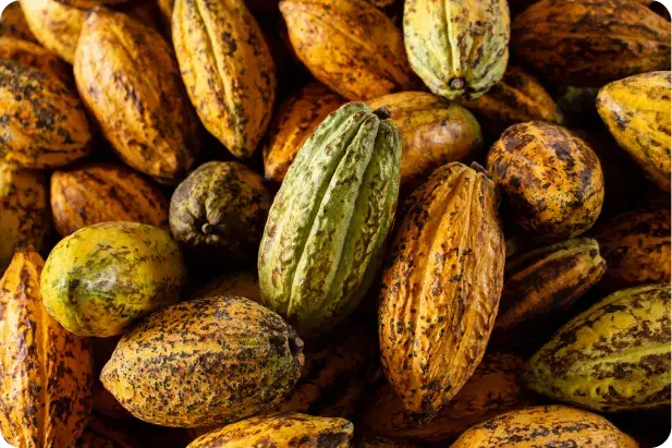 Cocoa for your body's health