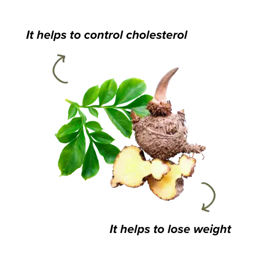 glucomannan properties glucomannan properties