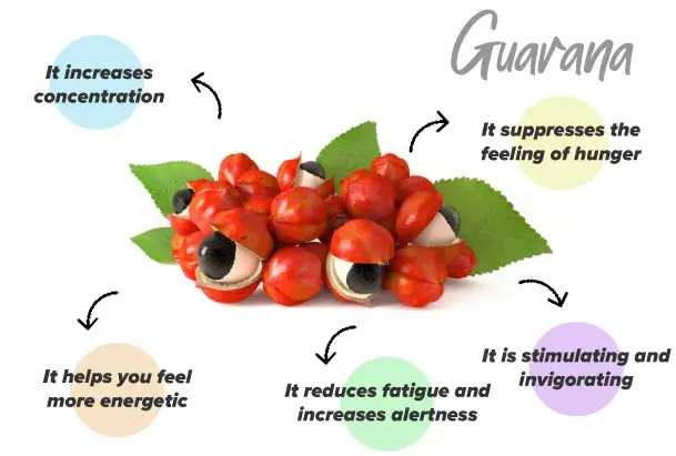 Guarana effects