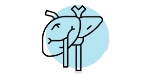 Normal liver function