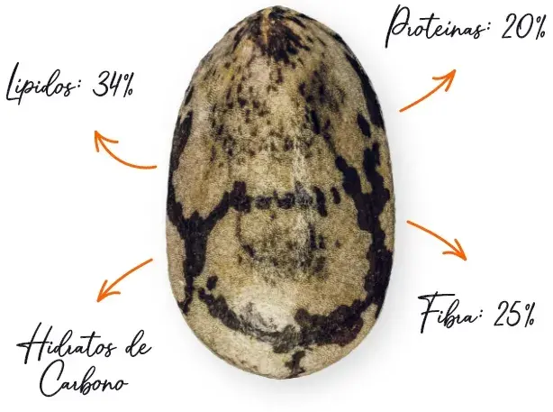 Caracter&iacute;sticas da chia