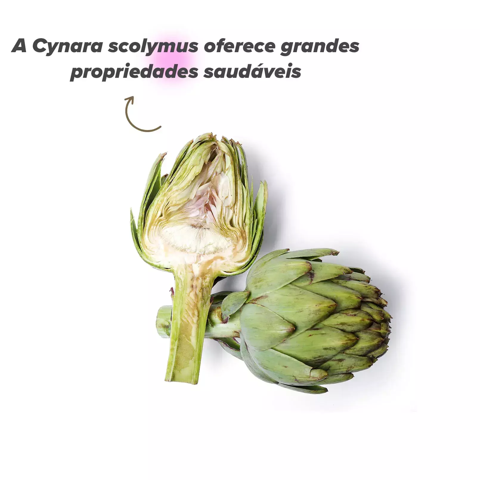 Cynara Scolymus