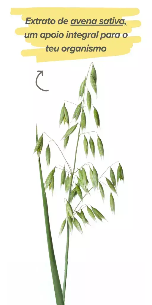 Efectos de la avena sativa en la salud