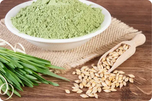 Comprar erva de cevada HSN