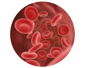 divis&atilde;o celular