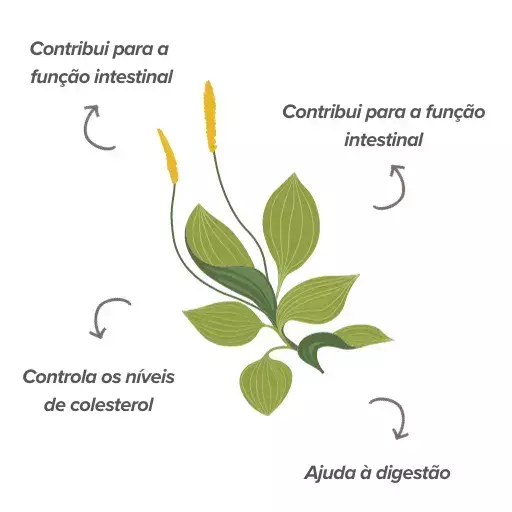 Fun&ccedil;&otilde;es do psyllium husk