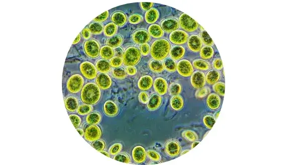 Impulso de energ&iacute;a para as c&eacute;lulas