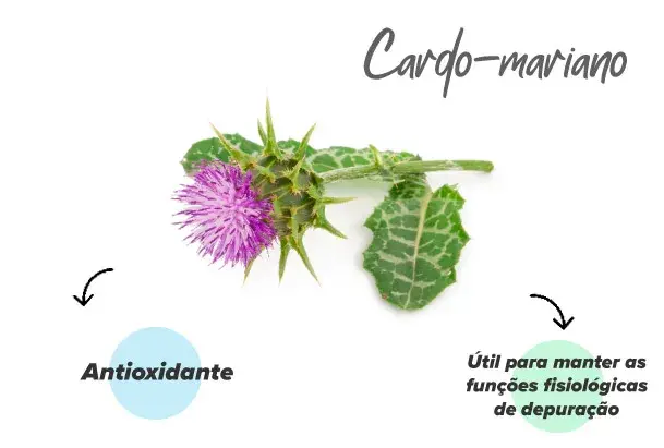Extrato de cardo-mariano