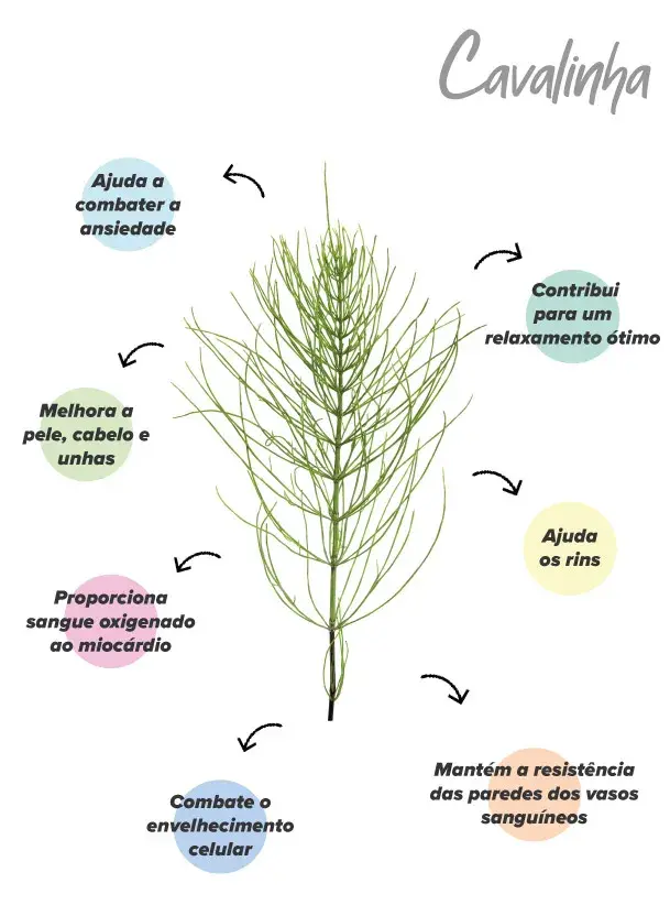 Funções da Cavalinha