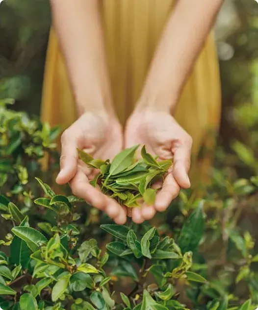 Fun&ccedil;&otilde;es do ch&aacute; verde na sa&uacute;de
