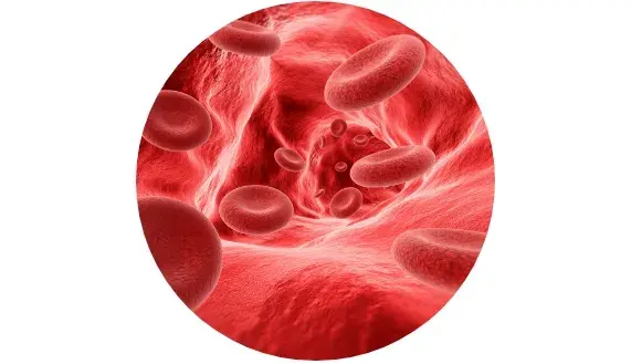 Press&atilde;o arterial normal