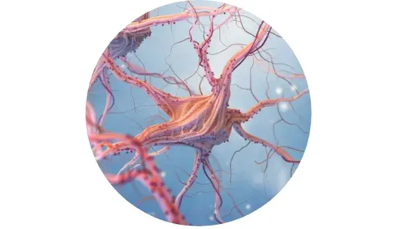 Fun&ccedil;&atilde;o normal do sistema nervoso