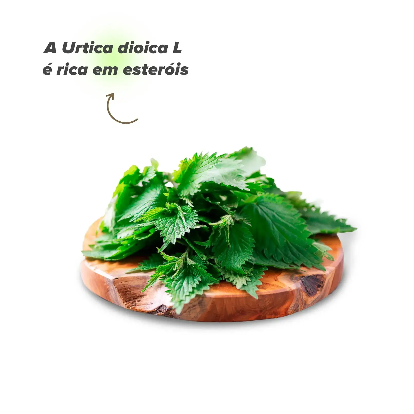 Usos da urtiga na sa&uacute;de