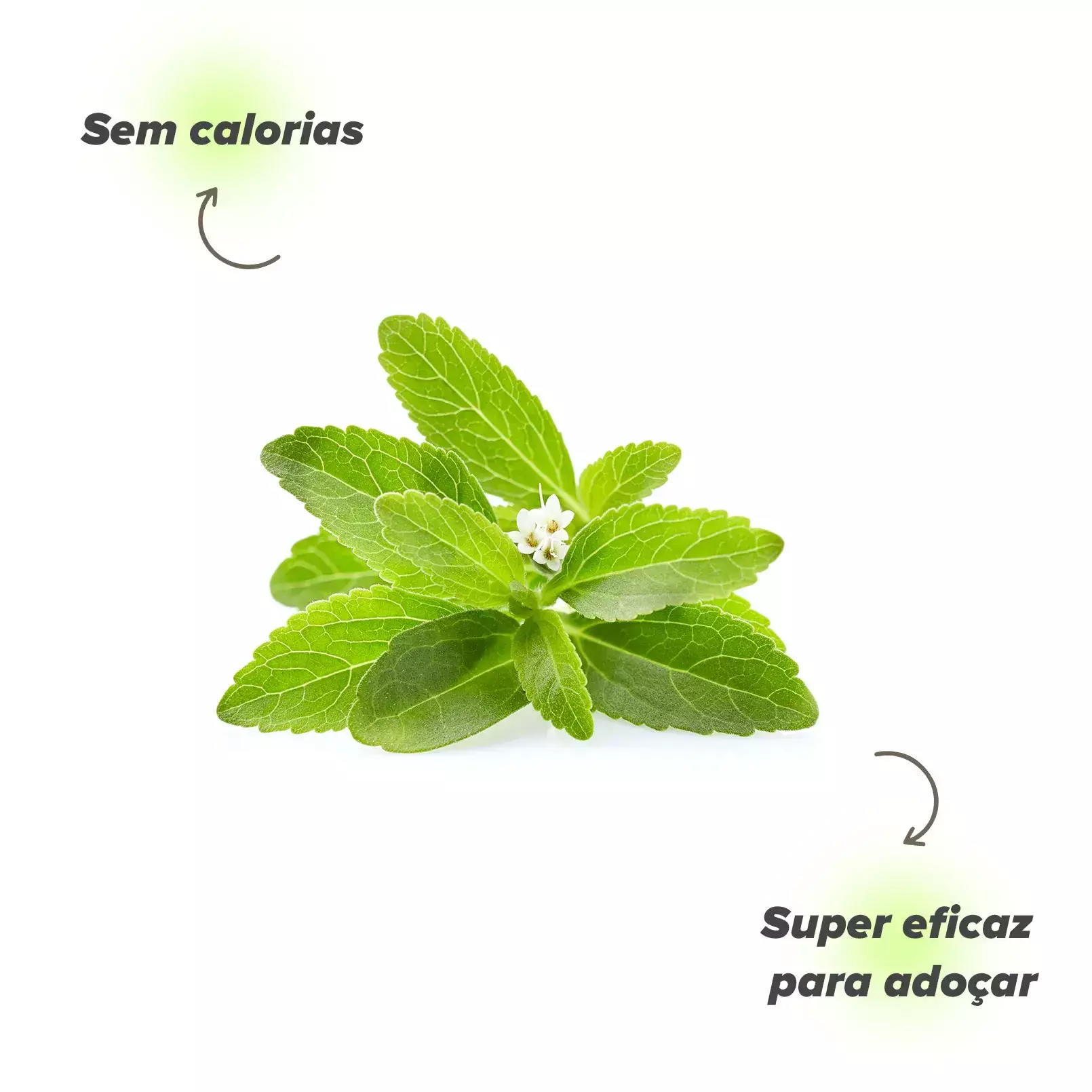 Planta Stevia