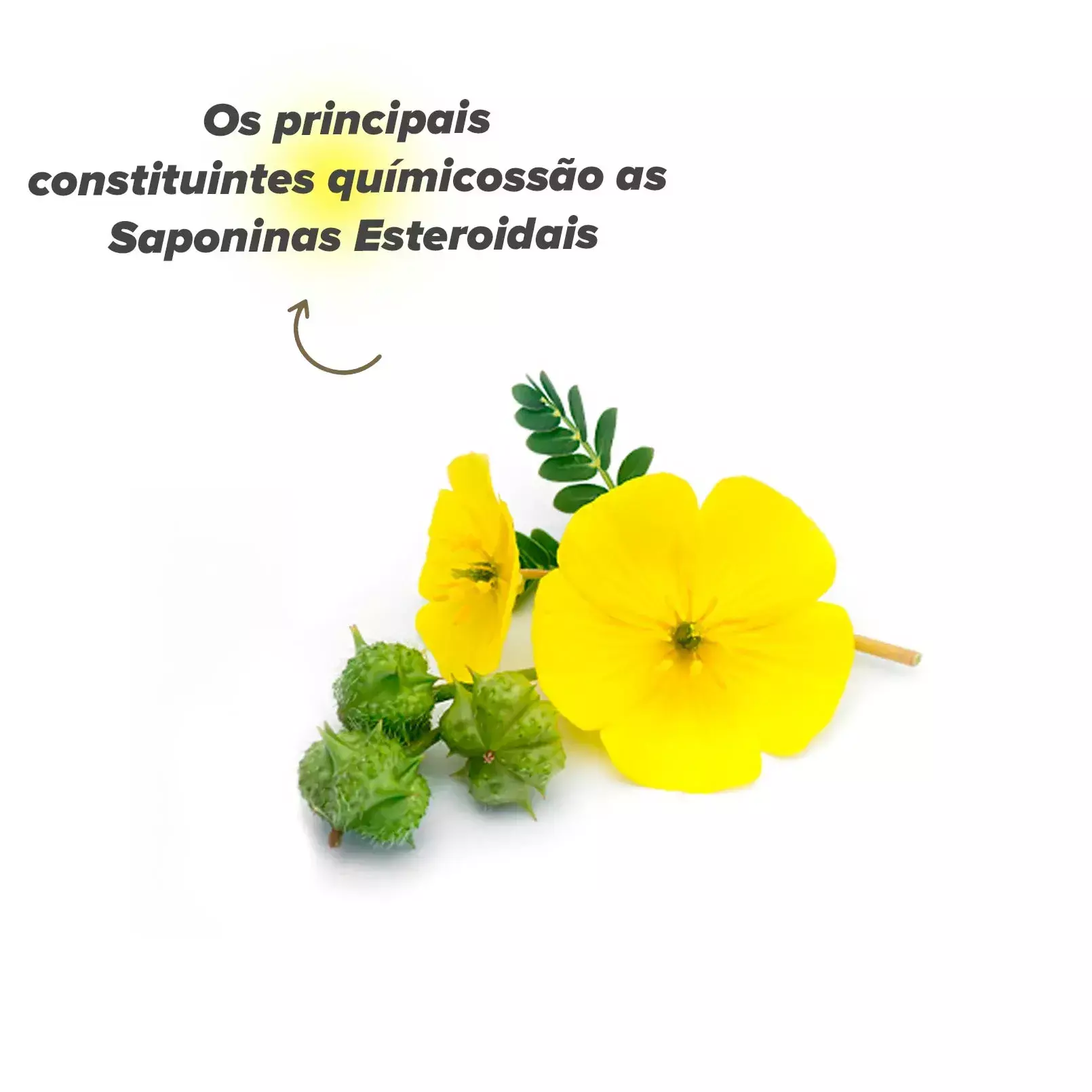 tribulus terrestris na sa&uacute;de e no bem-estar