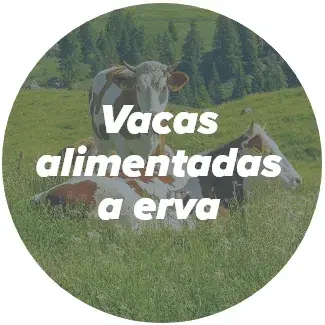 vacas alimentadas a erva