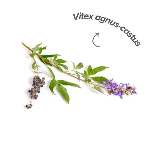 Vitex in the organism