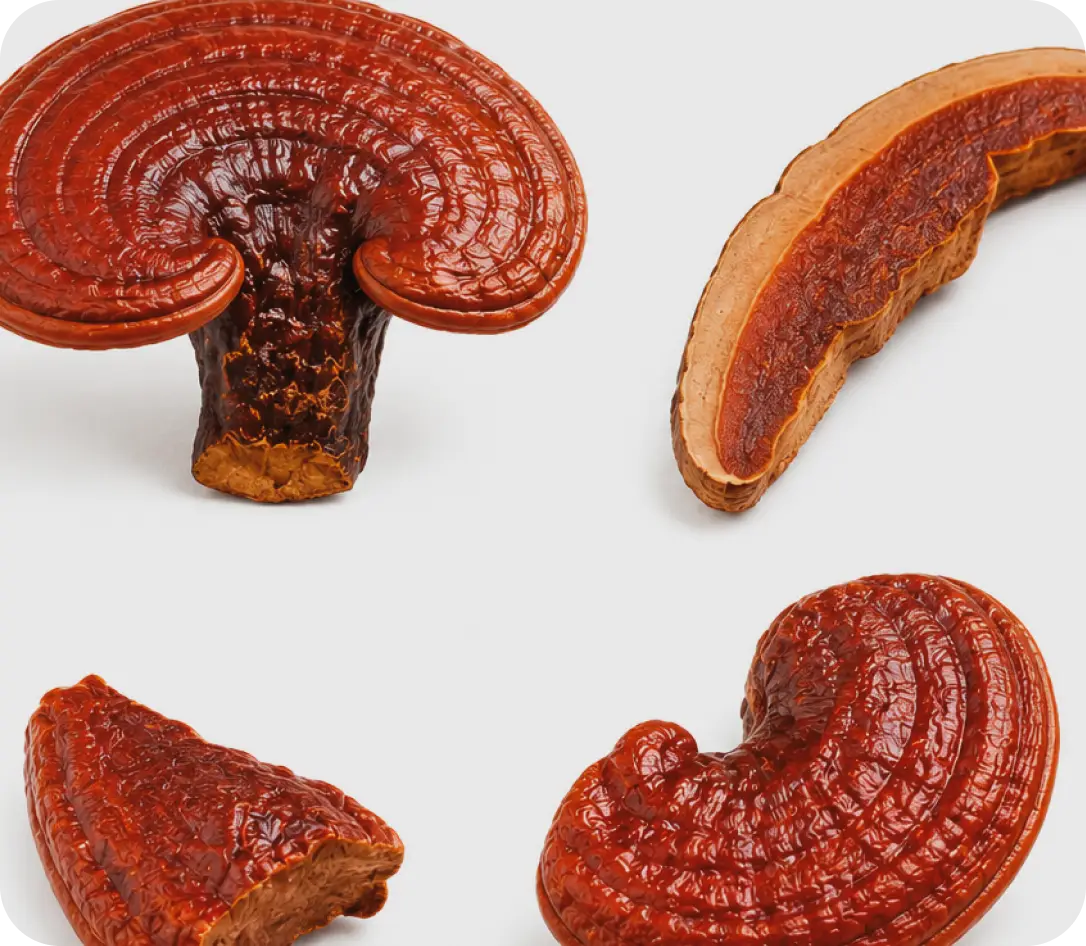 Extrato de reishi de Alta concentração